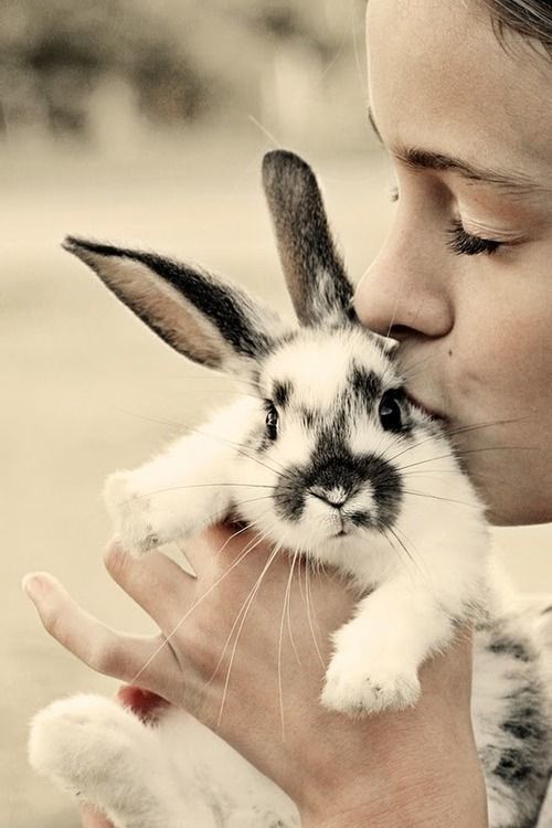 kissing bunny