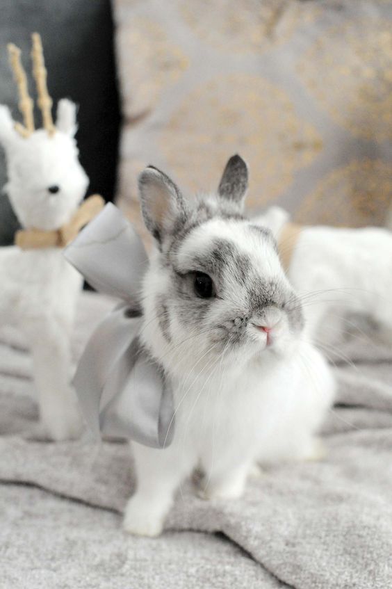 pretty bunny