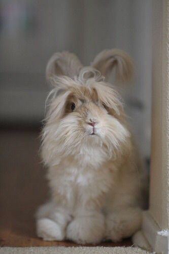 pretty bunny rabbit