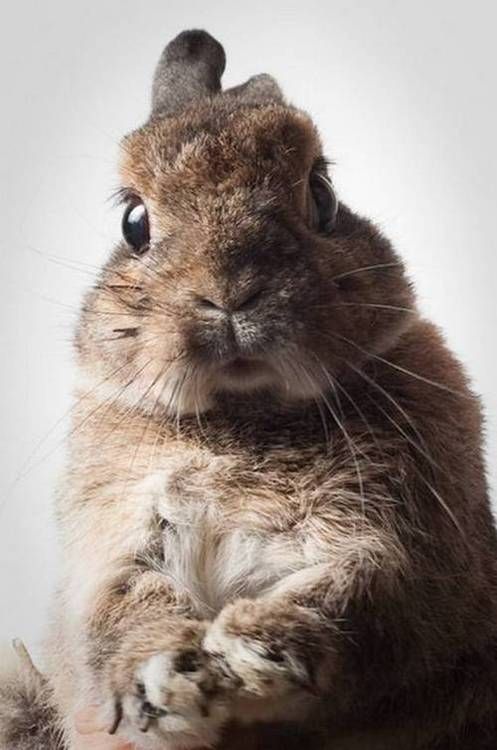 serious bunny rabbit