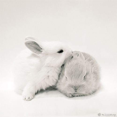 sleeping and kissing bunny