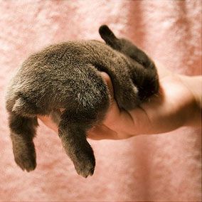 sleeping bunny