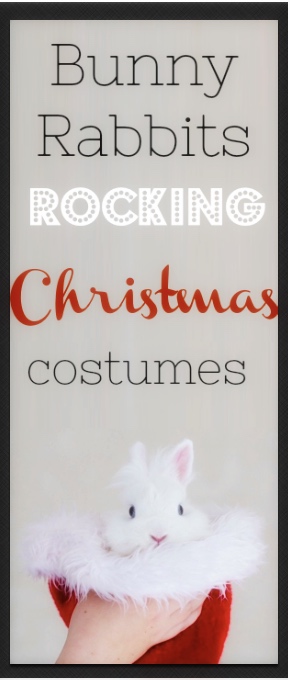 Bunny-rabbits-rocking-christmas-costumes
