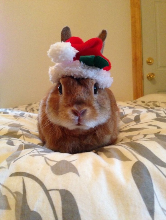Trusia Rabbit in Santa costume