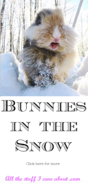 bunnies in the snow