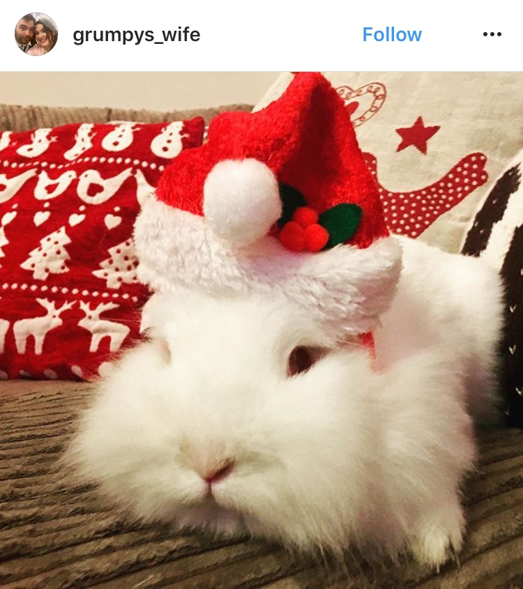 christmas_rabbit_santa hut_bunny_in the snow
