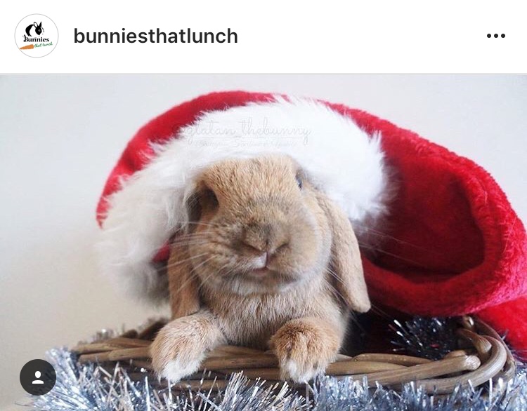 christmas_rabbit_santa_bunny_in