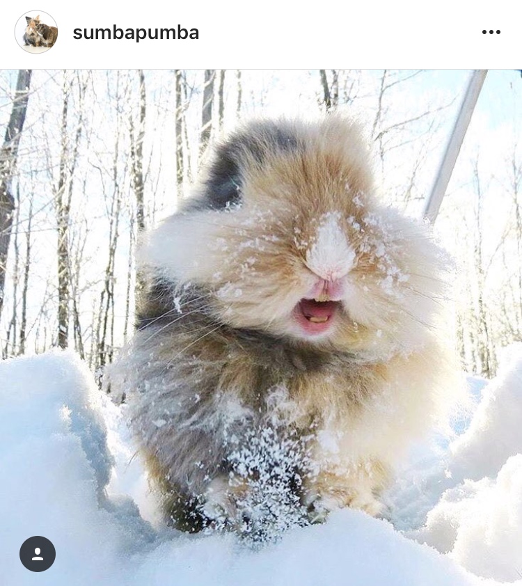 christmas_rabbit_santa_bunny_in the snow snowball