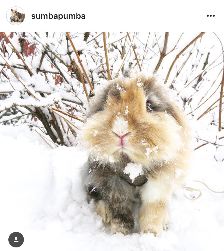 christmas_rabbit_santa_bunny_in the snow snowball