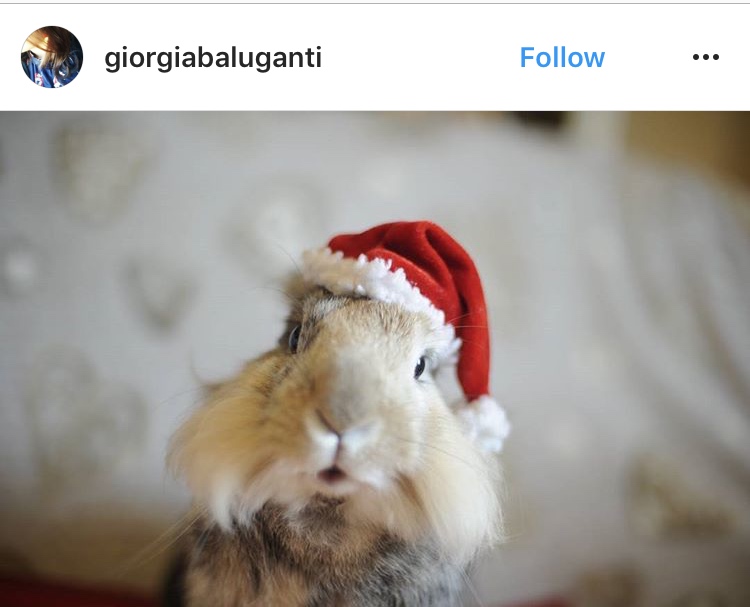 christmas_rabbit_santa_bunny