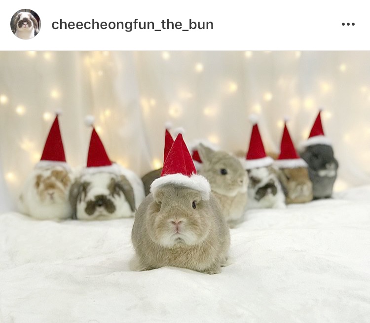 cute bunny rabbits in christmas costumes