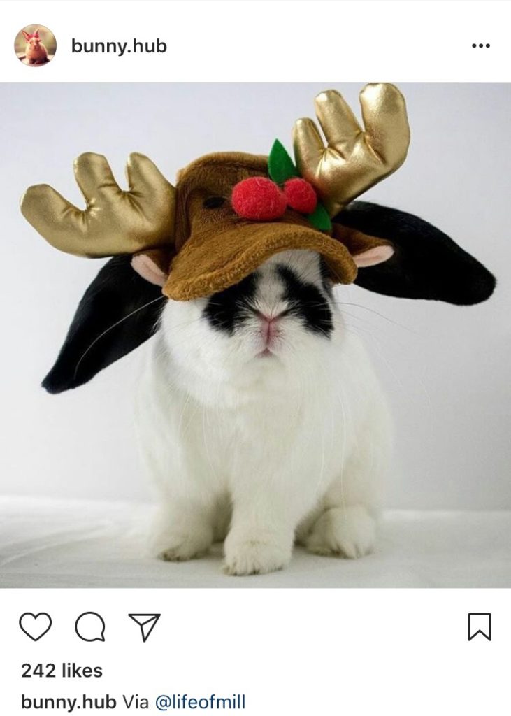 beautiful bunny in santa costume