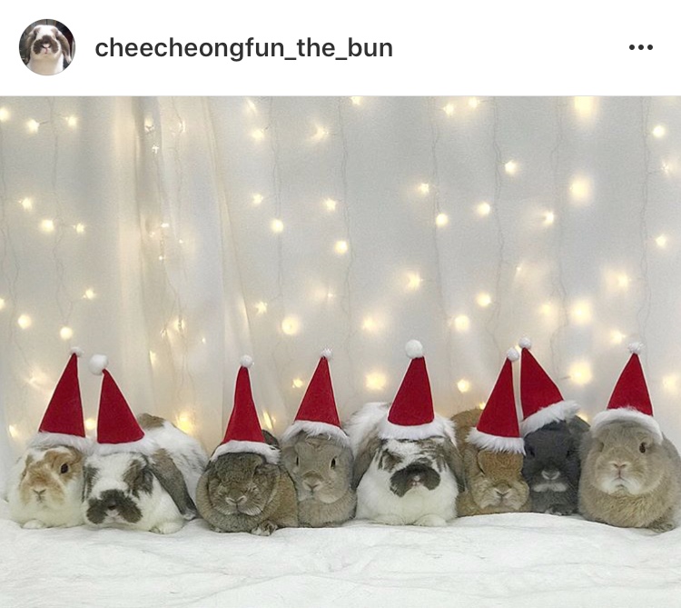 cute bunny rabbits in christmas costumes