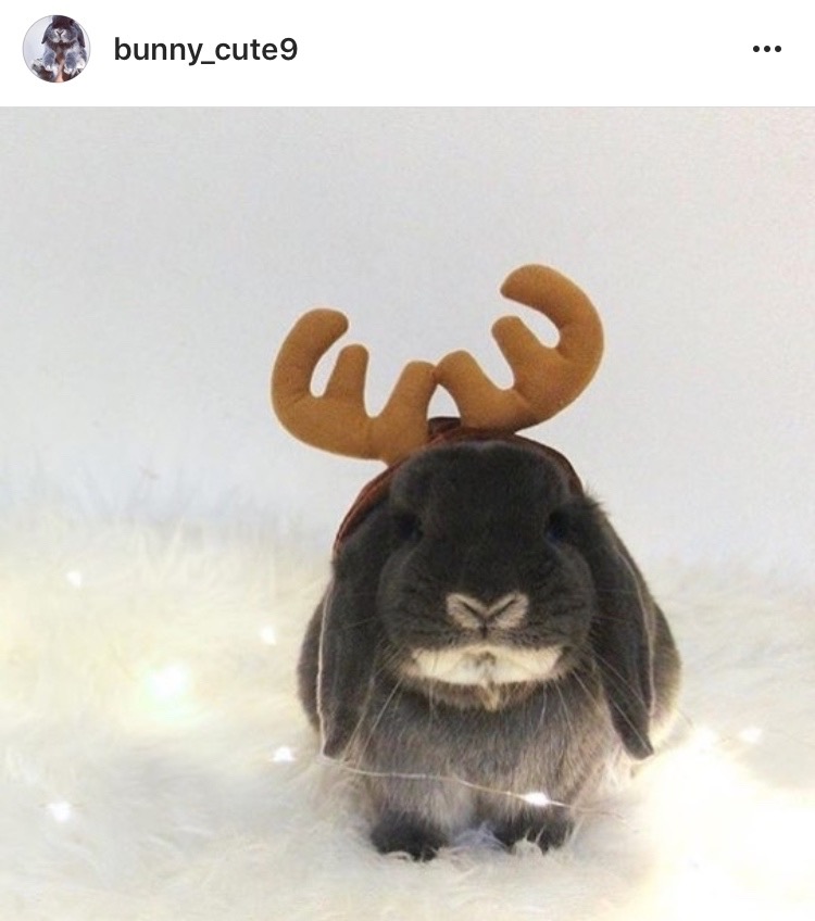 beautiful bunny in santa costume