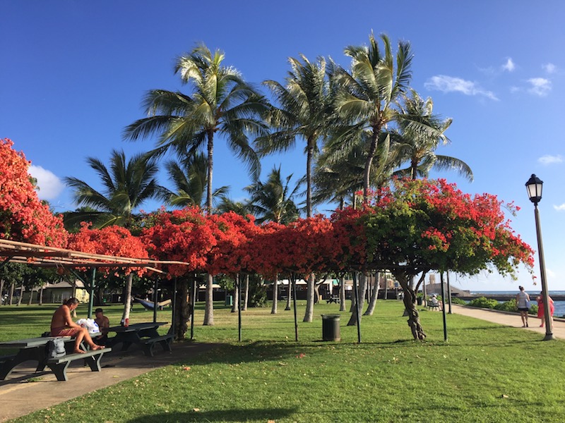 Waikiki red trees
