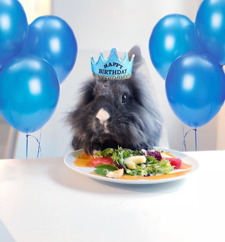 bunny birthday celebration