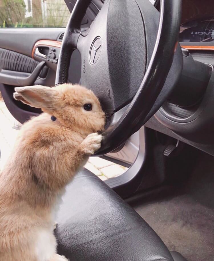 bunny car driver travel