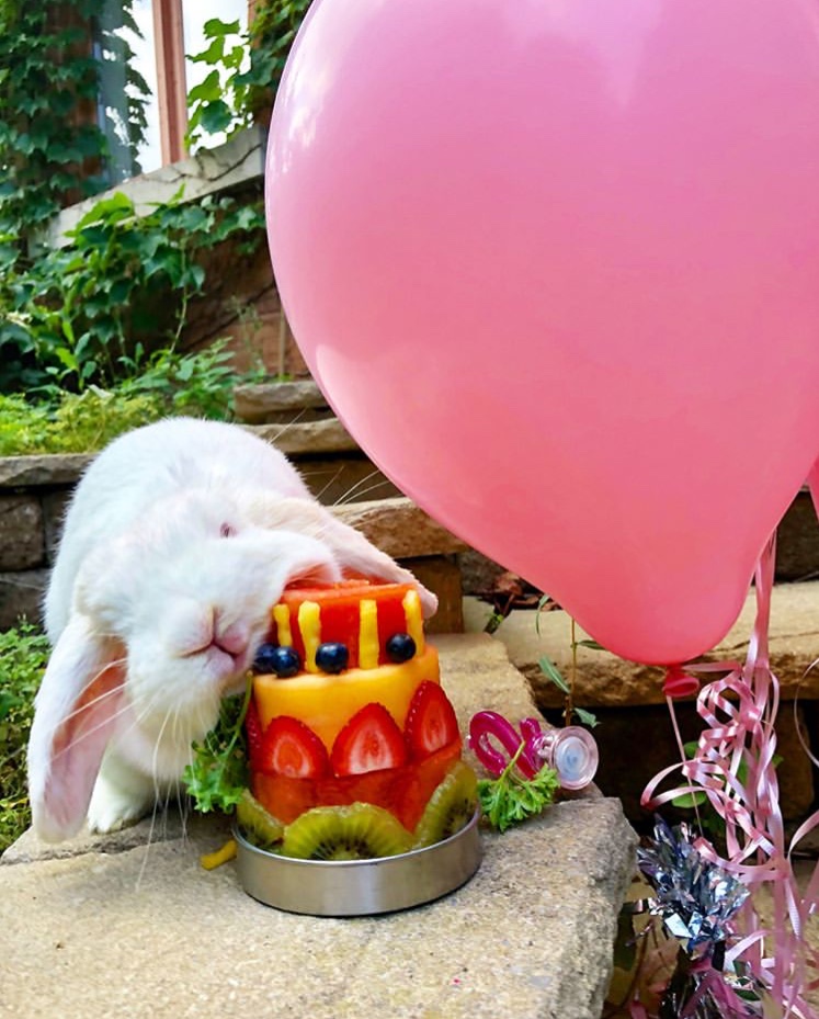 funny bunny pose birthday cake
