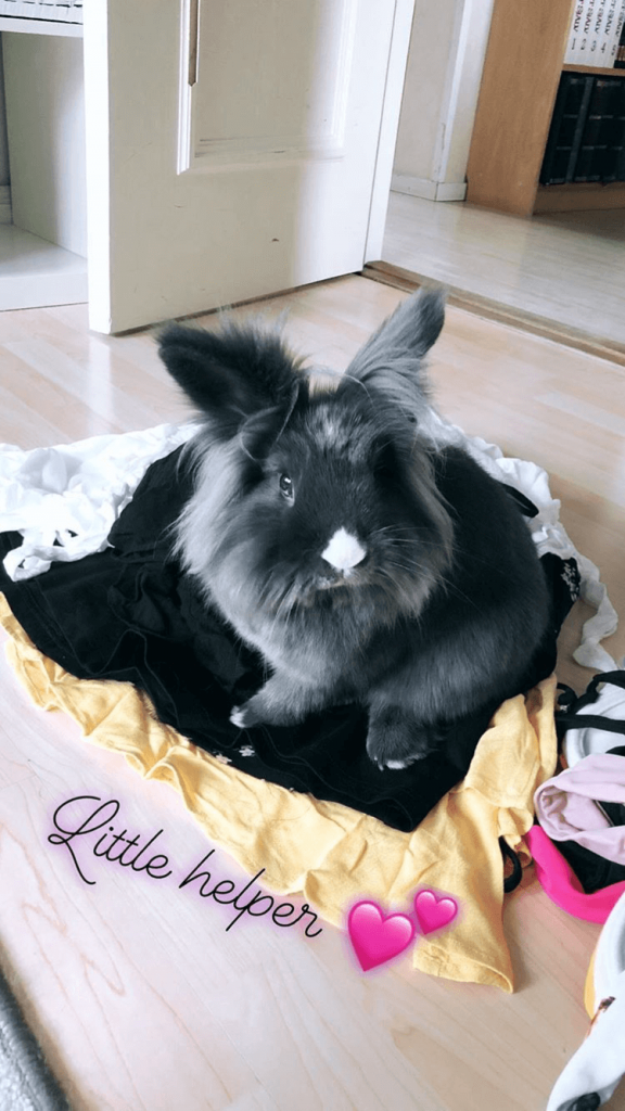 living with a bunny little helper