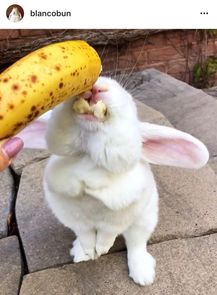 living with a bunny eating banana