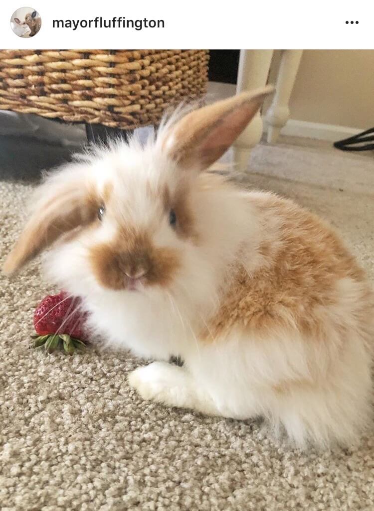 living with a bunny bunny strawberry