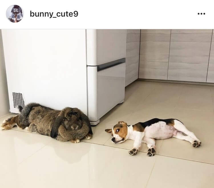 living with a bunny watching a dog