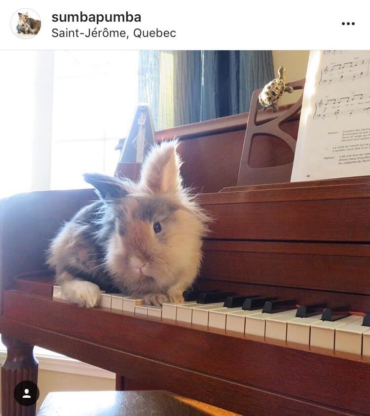 living with a bunny entertainment piano
