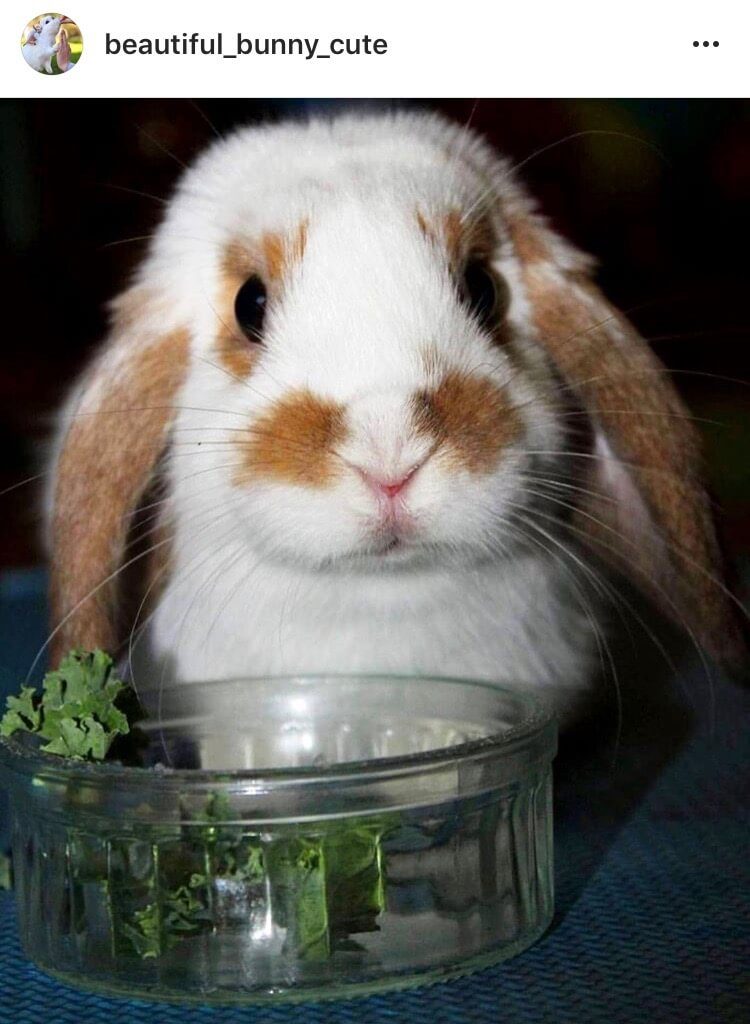 salad and kale are always a good idea bunny
