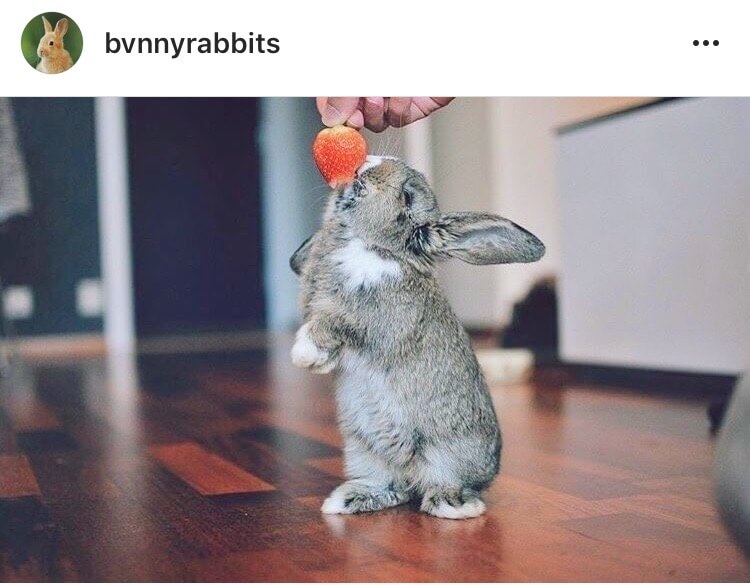 living with a bunny strawberry