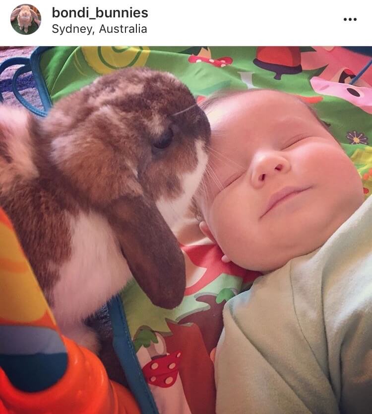 living with a bunny watching baby