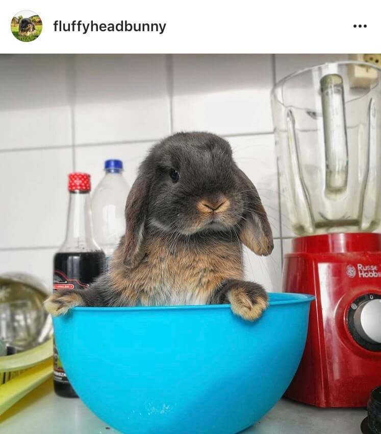 living with a bunny kitchen help