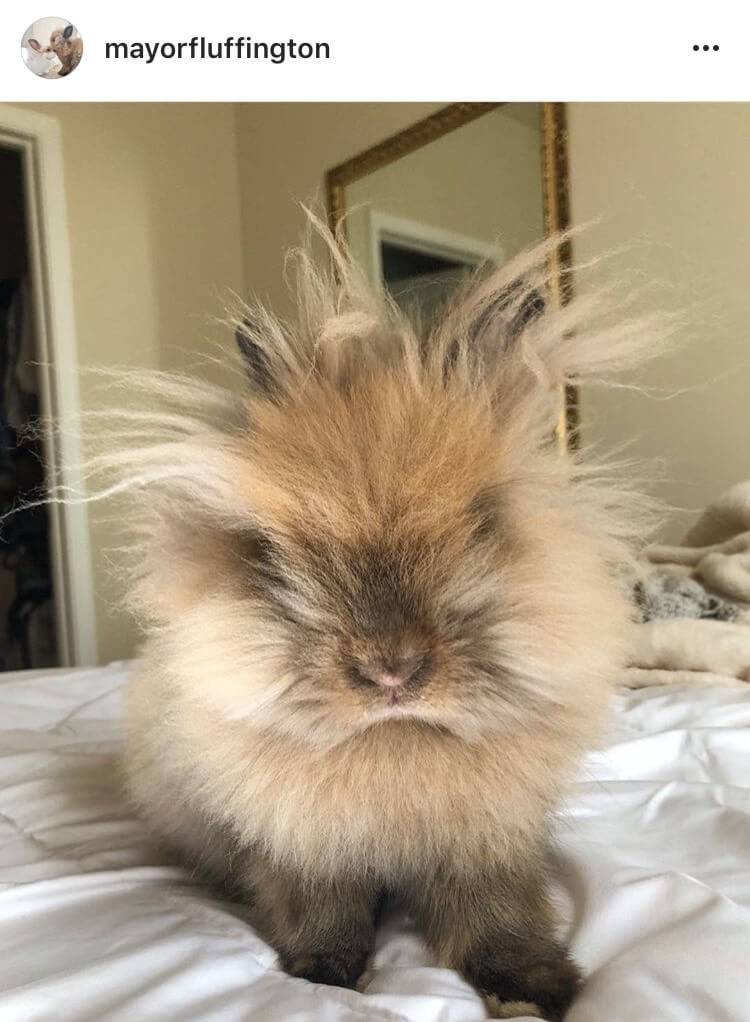 living with a bunny bed hair day