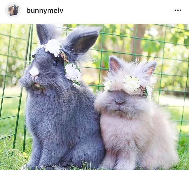 living with a bunny rock your flower crown