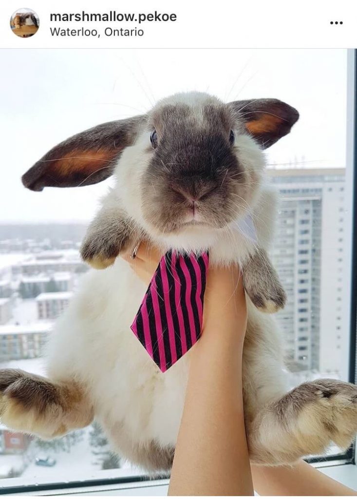 living with a bunny in a tie