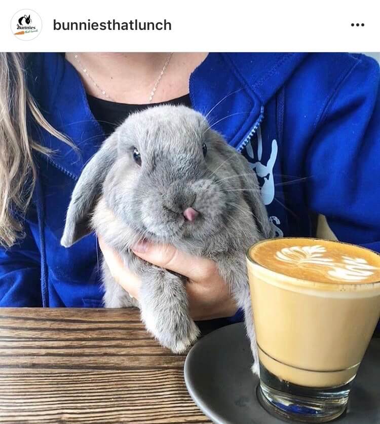 living with a bunny caffee