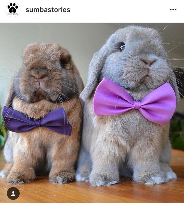 living with a bunny wedding invitation
