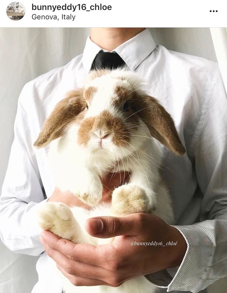 living with a bunny getting married