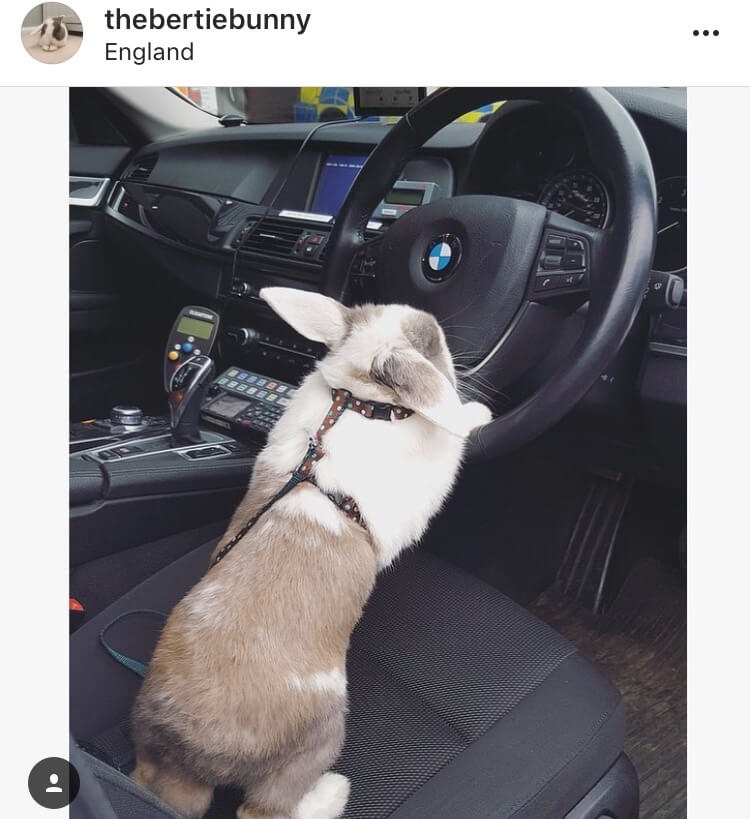 living with a bunny driver