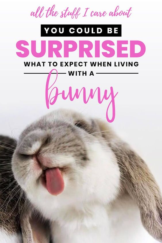 what to expect when living with a bunny