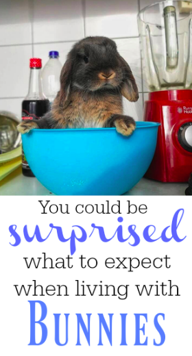 what to expect when living with bunnies - allthestufficareabout