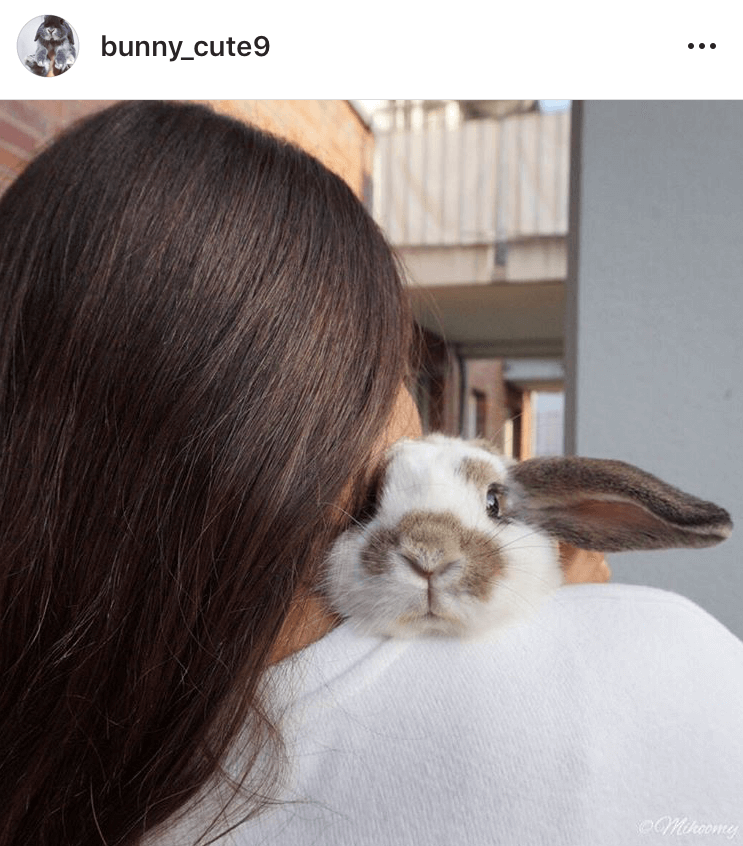 bunny mum bunny mama bunny mummy allthestufficareabout mihoomy