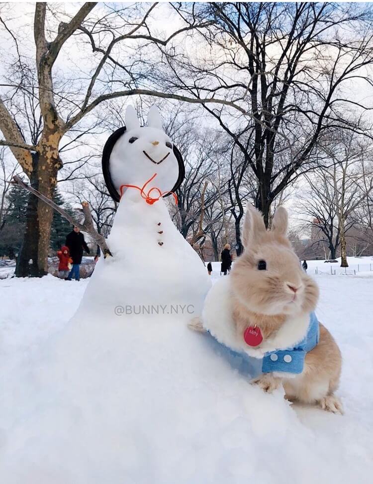 funny bunny winter photoshoot