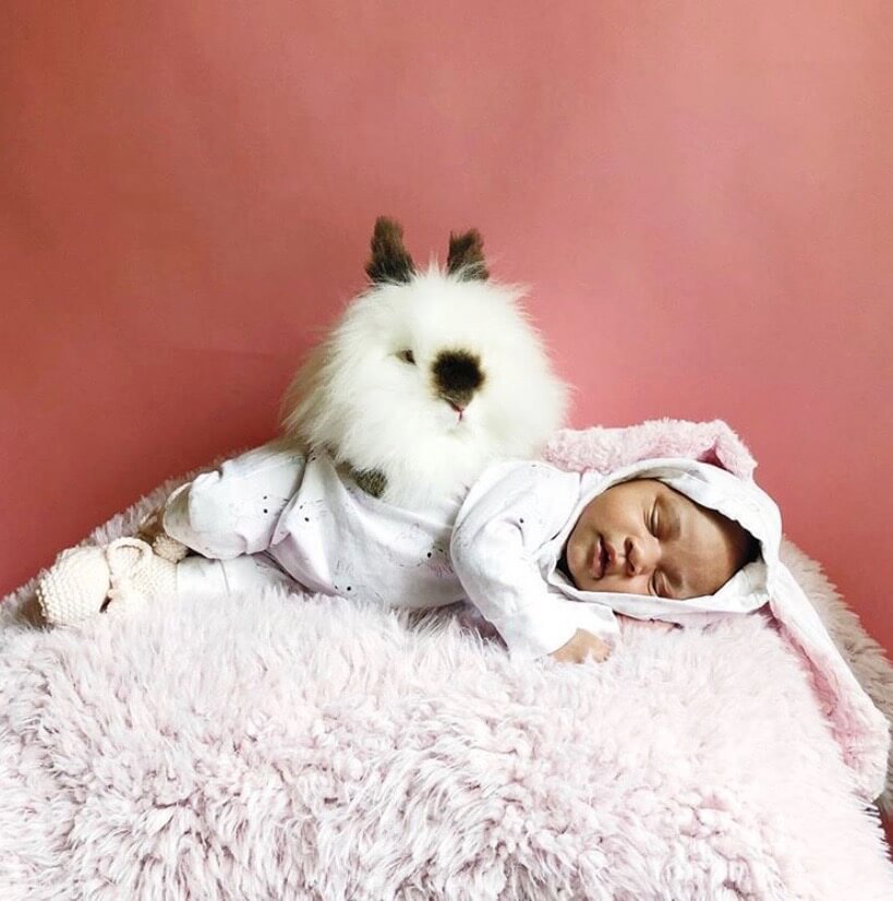 babies and bunnies, baby and bunny, bunny and baby, bunny and baby photoshoot, 19 easy photo ideas for baby and bunny, bunny and baby photos, little bunny, holland lop, bunnies and babies that will warm your heart #babybunny #babyandbunny #bunnyandbaby #bunnyphotoshoot #bunnyphotoshootideas #babyphotoshoot #babyphotoshootideas