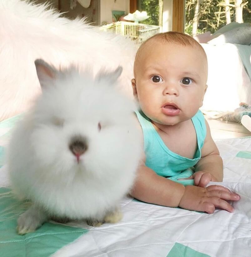 babies and bunnies, baby and bunny, bunny and baby, bunny and baby photoshoot, 19 easy photo ideas for baby and bunny, bunny and baby photos, little bunny, holland lop, bunnies and babies that will warm your heart #babybunny #babyandbunny #bunnyandbaby #bunnyphotoshoot #bunnyphotoshootideas #babyphotoshoot #babyphotoshootideas