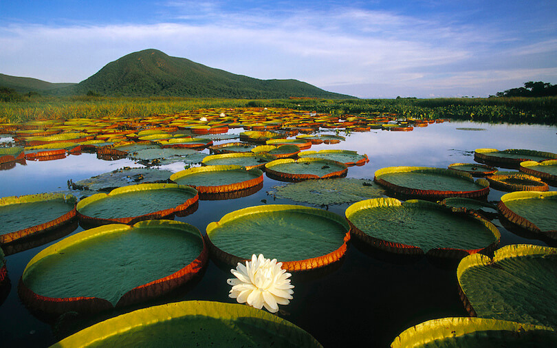 pantanal what to see in brazil